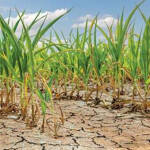 வறட்சியான வானிலை: 10,000 ஏக்கர் விவசாய நிலங்கள் பாதிப்பு