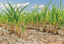 வறட்சியான வானிலை: 10,000 ஏக்கர் விவசாய நிலங்கள் பாதிப்பு