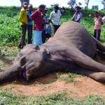 யானை–மனித மோதல்: 204 காட்டுயானைகள் உயிரிழப்பு!