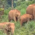 புதிய நோய்: ஒரே மாதத்தில் 15 யானைகள் உயிரிழப்பு