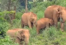புதிய நோய்: ஒரே மாதத்தில் 15 யானைகள் உயிரிழப்பு