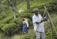 1940களின் சட்டத்தில் 2030களின் கனவு: மலையகத் தொழிலாளர்களின் எதிர்காலம் குறித்த எச்சரிக்கை : மருதன் ராம்