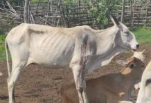 மட்டக்களப்பு மேய்ச்சல் தரை விவகாரம்: பண்ணையாளர்கள் ஜனாதிபதியிடம் கோரிக்கை