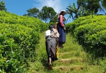 இனவாதத்தை எதிர்கொள்ளும் மலையகத் தியாகம் : மருதன் ராம்