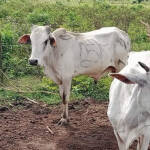 மயிலத்தமடு பண்ணையாளர்களின் கால்நடைகள் மீது துப்பாக்கிச்சூடு