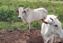 மயிலத்தமடு பண்ணையாளர்களின் கால்நடைகள் மீது துப்பாக்கிச்சூடு