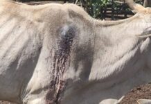 மயிலத்தமடு – மாதவனை மேய்ச்சல் தரை பிரச்சினைக்கு உடனடி நிரந்தரத் தீர்வு அவசியம் – தர்மலிங்கம் சுரேஷ்